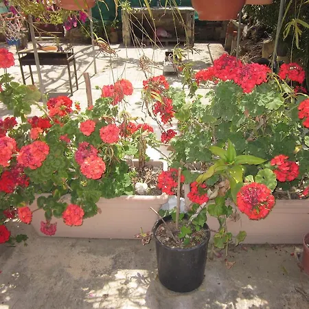 Hotel apartamentowy Georgia Pafos
